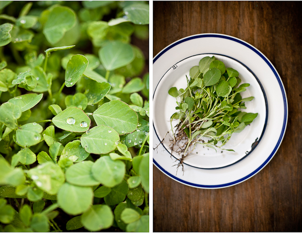 Fenugreek leaves from the garden.