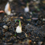 how to grow garlic