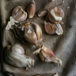 How to grow garlic