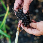 how to grow garlic