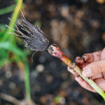 how to grow garlic